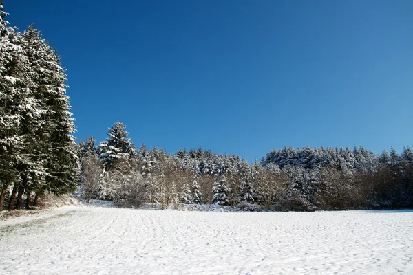 Природа и зима — стоковое фото