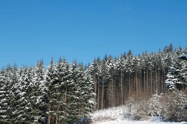 Natura e inverno — Foto Stock