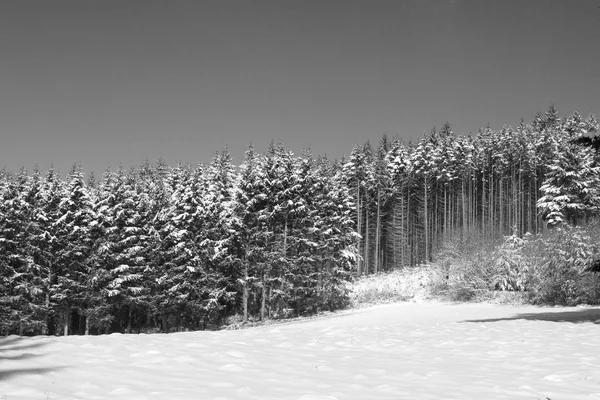 自然と冬 — ストック写真