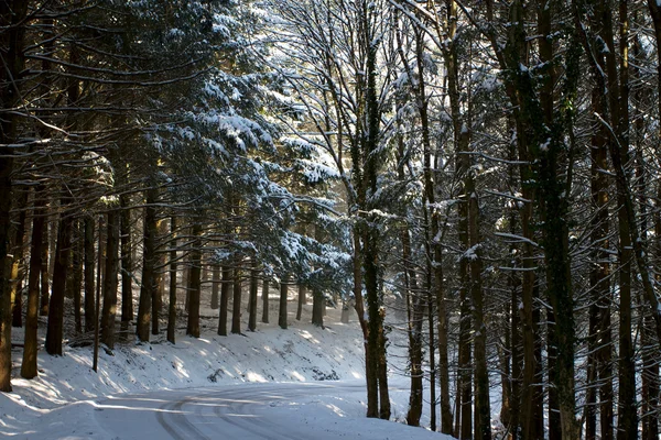 Natureza e Inverno — Fotografia de Stock