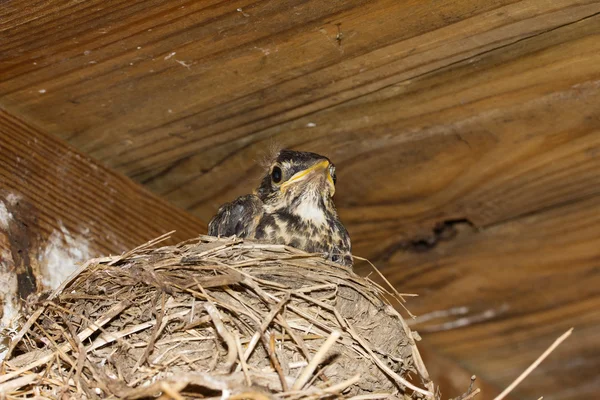 stock image Bird baby