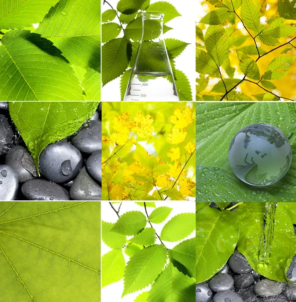 stock image Green leaf