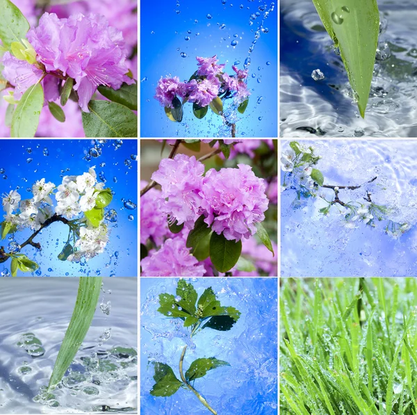 stock image Spring life