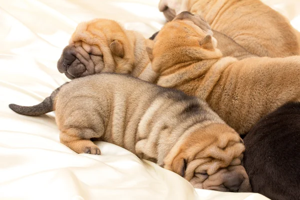 Shar pei köpek yavrusu — Stok fotoğraf