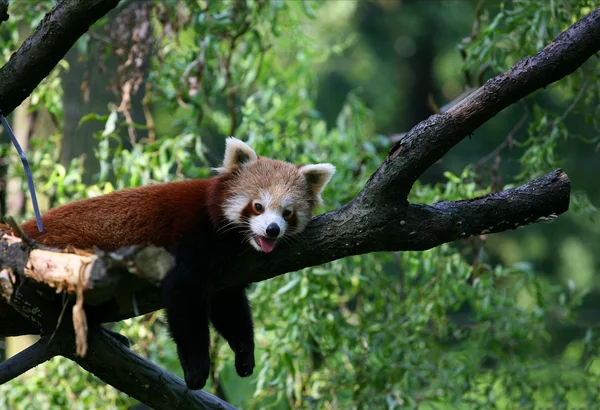 stock image Red panda