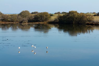 flamingolar ve diğer kuşlar suya dinlenme