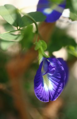 The butterfly pea clipart