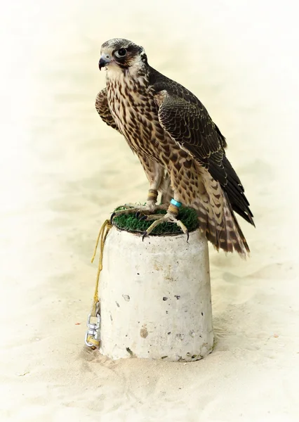 Arabský lov falcon — Stock fotografie
