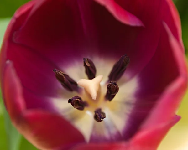 Dark red Tulip — Stock Photo, Image