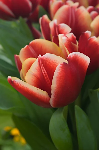 Donker rood tulip — Stockfoto