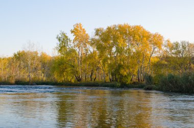 Birchwood nehir kıyısı yumuşak Güz