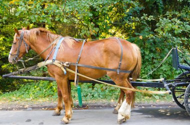 Red horsts harnessed in carriage clipart