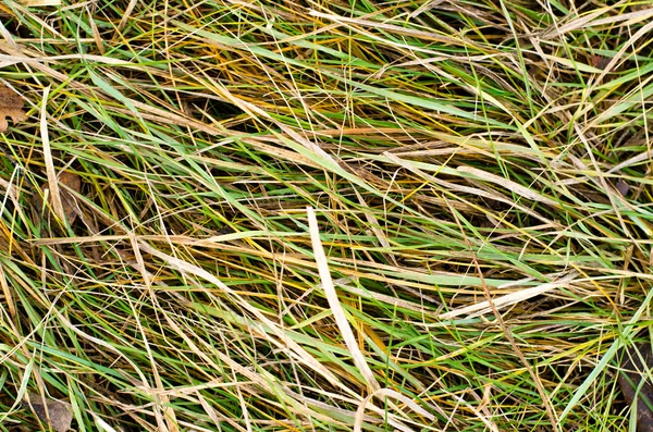 stock image The turned yellow grass a background