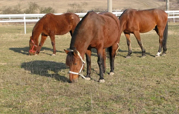 Häst, gård — Stockfoto