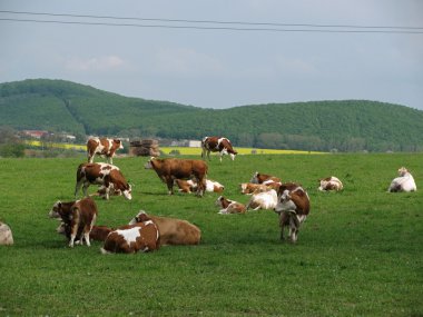 yeşil çayırdaki inek