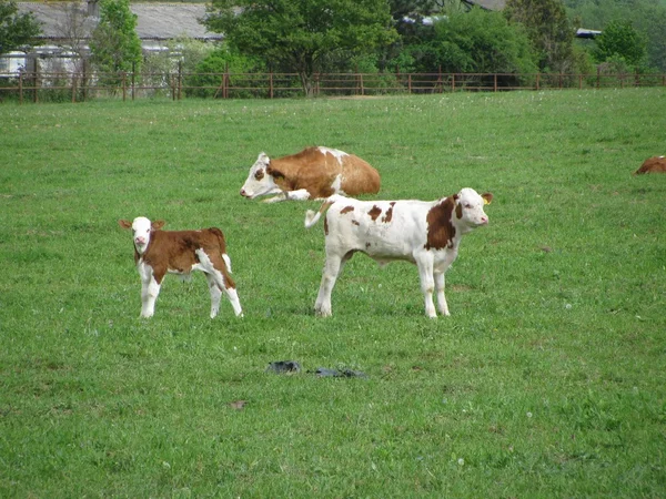 Krowa na zielonej łące — Zdjęcie stockowe