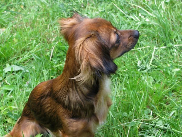 Chihuahua im Gras — Stockfoto