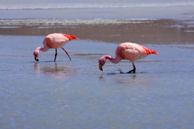 flamingolar Gölü, Bolivya