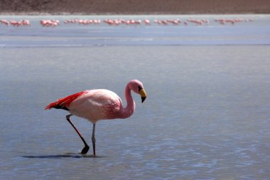 flamingolar Gölü, Bolivya