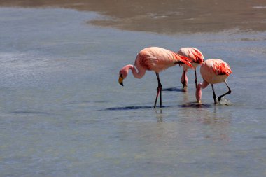 flamingolar Gölü, Bolivya