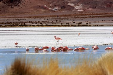 flamingolar Gölü, Bolivya