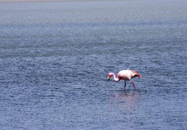 flamingolar Gölü, Bolivya