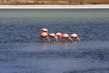 flamingolar Gölü, Bolivya