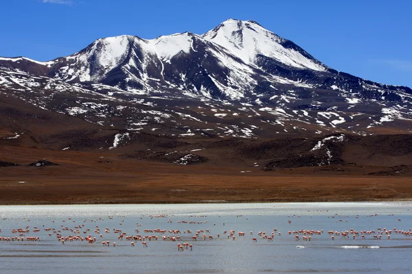 stock image Flamingos on lake, Bolivia