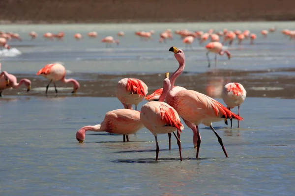 stock image Flamingos on lake, Bolivia