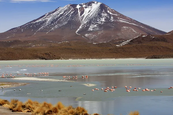 Plameňáci na jezeře, Bolívie — Stock fotografie
