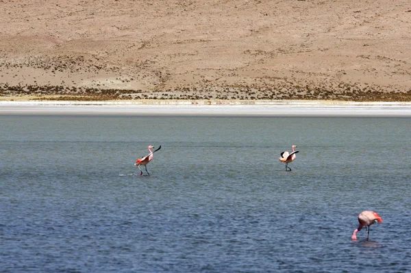 Flamingos no lago, Bolívia — Fotografia de Stock
