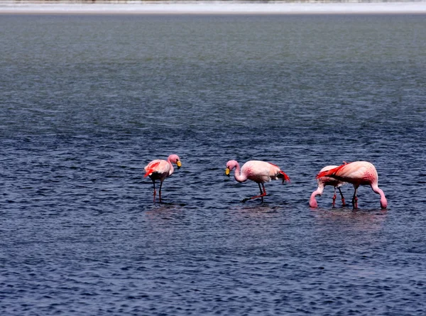 Flamingi na jezioro, Boliwia — Zdjęcie stockowe