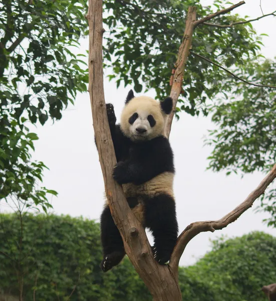 Panda, Chengdu, Sichuan, China — Fotografia de Stock