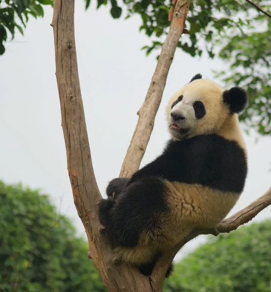 中国熊猫，成都市四川省 — 图库照片
