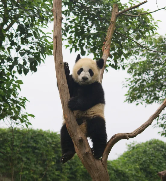 Panda, chengdu, sichuan, Čína Stock Snímky