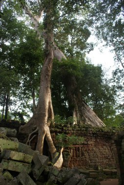 Antik ta prohn tapınakta angkor Kamboçya