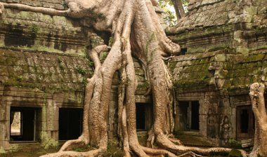 Antik ta prohn tapınakta angkor Kamboçya