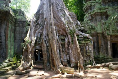 Antik ta prohn tapınakta angkor Kamboçya