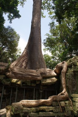 Antik ta prohn tapınakta angkor Kamboçya