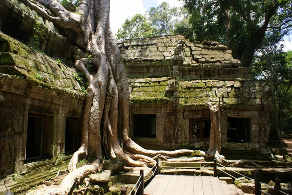 Oude ta prohn tempel in angkor, Cambodja — Stockfoto