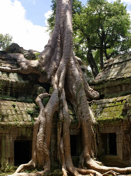 Ancien temple Ta prohn au Cambodge à Angkor. — Photo