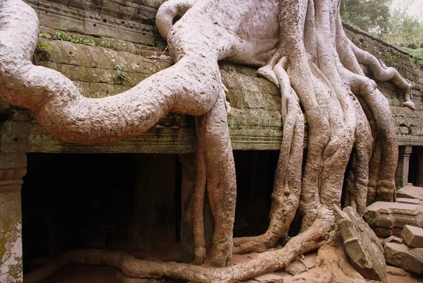 Ancien temple Ta prohn au Cambodge à Angkor. — Photo