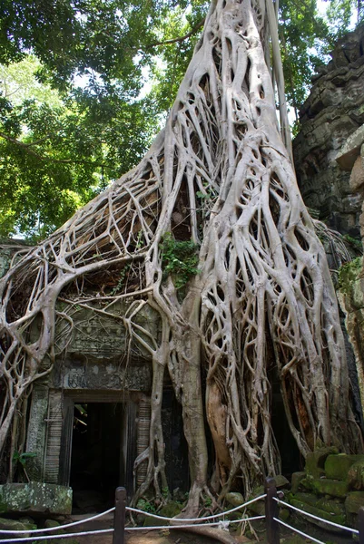 Starożytne ta prohn świątyni Angkor-Kambodża — Zdjęcie stockowe
