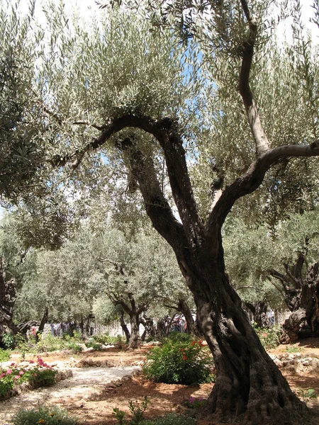 stock image Olive garden in Jerusalem, Israel