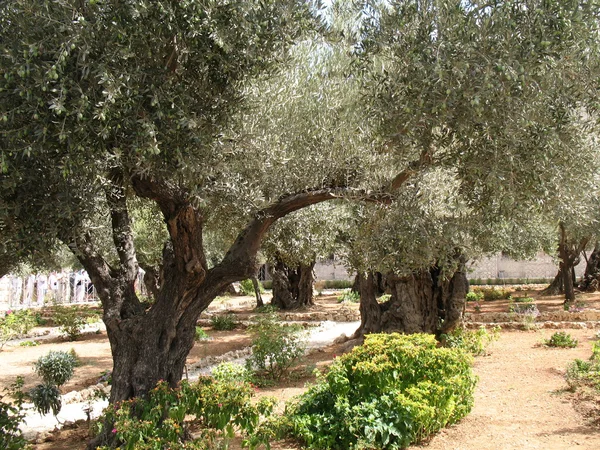 Оливковый сад в Иерусалиме, Израиль — стоковое фото