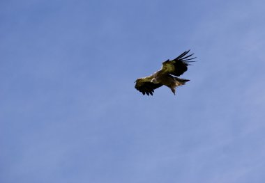 Vulture in Tibet, China clipart