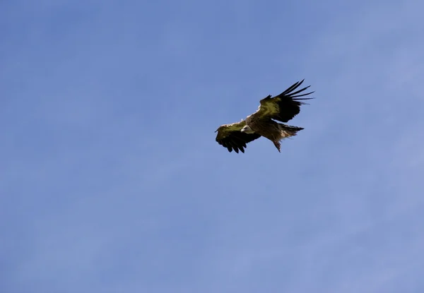 Avvoltoio in Tibet, Cina — Foto Stock