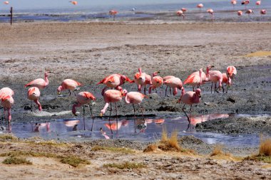 andes dağ, Bolivya Gölü flamingolar