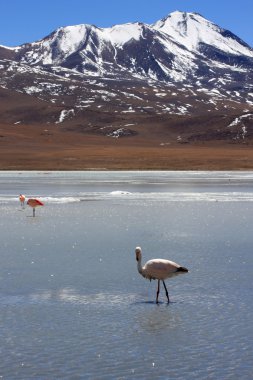 andes dağ, Bolivya Gölü flamingolar