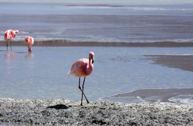 andes dağ, Bolivya Gölü flamingolar